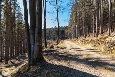 Etrafı eski yüksek ağaçlarla dolu uzun dağ patikaları