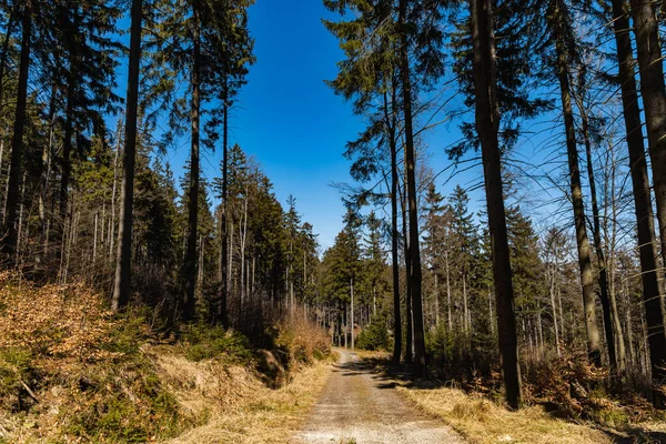 Etrafı Eski Yüksek Ağaçlarla Dolu Uzun Dağ Patikaları — Stok fotoğraf