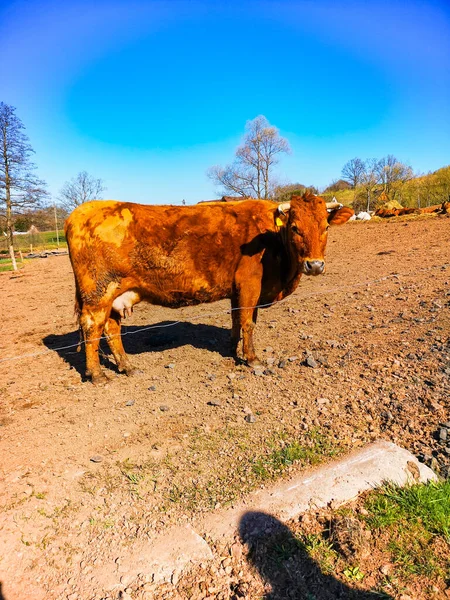Grande Vaca Velha Pasto Manhã Ensolarada — Fotografia de Stock