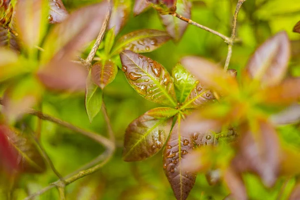 Wet Leaves Bushes Full Water Drops Rain — Stock Photo, Image