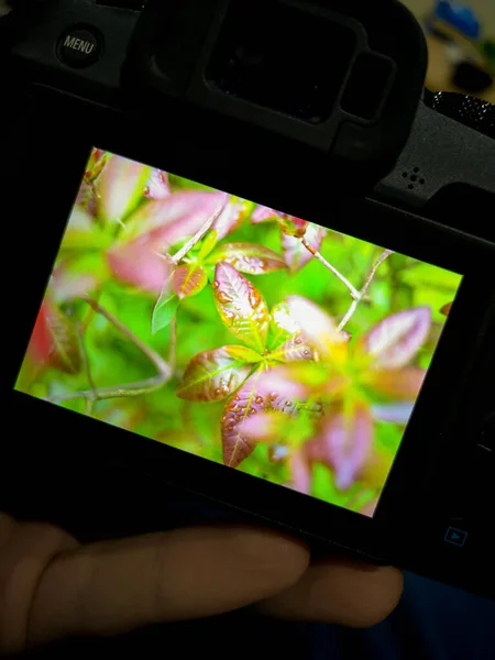 Camera Screen Photo Wet Leaves Bushes Full Water Drops Rain — Stock Photo, Image