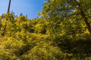 Look up to the crown of colorful old high trees