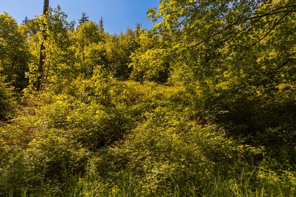 Rengarenk yüksek ağaçların tacına bak