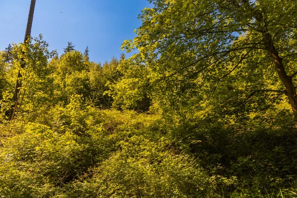 Rengarenk yüksek ağaçların tacına bak