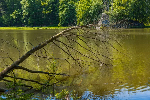 Dlouhá Stará Větev Spadlého Stromu Nad Modrým Jezerem — Stock fotografie