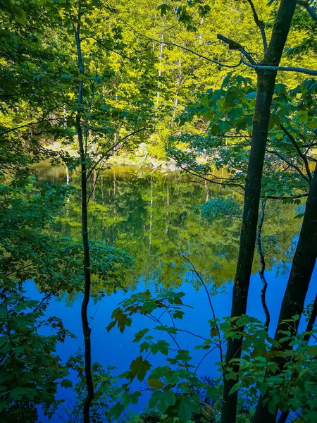 Reflection Water High Trees Bushes Other Side River — Stock fotografie