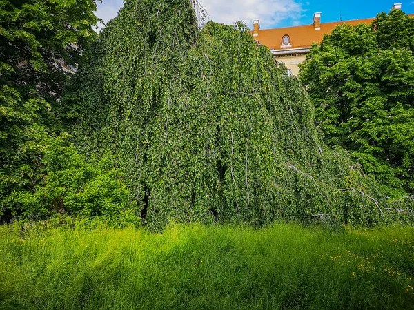 Huge Willow Full Long Green Branches Leaves —  Fotos de Stock