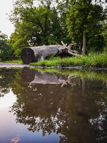 Reflection Puddle Old Fallen Trunk Tree — Fotografia de Stock