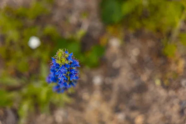 Όμορφα Μικροσκοπικά Μπλε Λουλούδια Μακρύ Πράσινο Μίσχο — Φωτογραφία Αρχείου