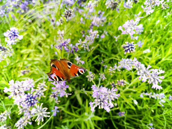 Beautiful Small Colorful Butterfly Sitting Flowers Big Lavender Bush — Stockfoto