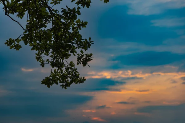 Beautiful Cloudy Sunrise Big Yellow Field Trees Forest —  Fotos de Stock