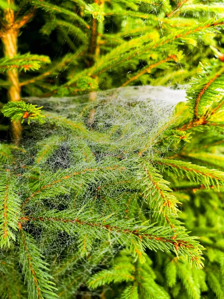 Kleine Bäume Und Sträucher Neben Bergpfad Voller Spinnennetze Mit Morgentau — Stockfoto