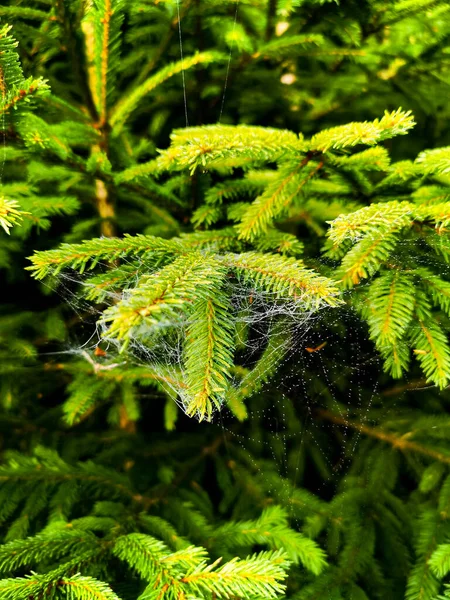 Pequenas Árvores Arbustos Lado Trilha Montanha Cheia Teias Aranhas Com — Fotografia de Stock