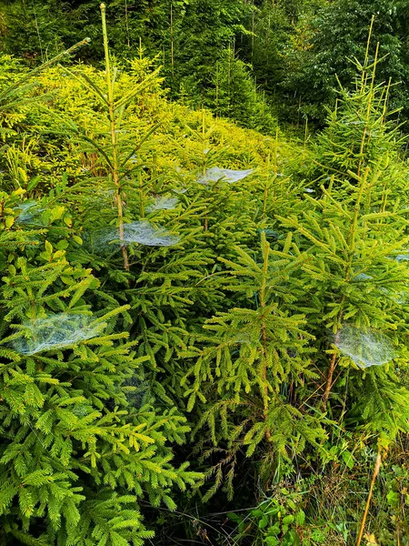 Piccoli Alberi Cespugli Vicino Sentiero Montagna Pieno Ragnatele Con Rugiada — Foto Stock