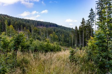 Ağaçlar ve çalılarla dolu Altın Dağlar 'da güneşli güzel bir gün