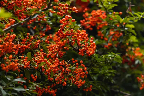 Kleine Büsche Voller Roter Und Orangefarbener Eberesche — Stockfoto