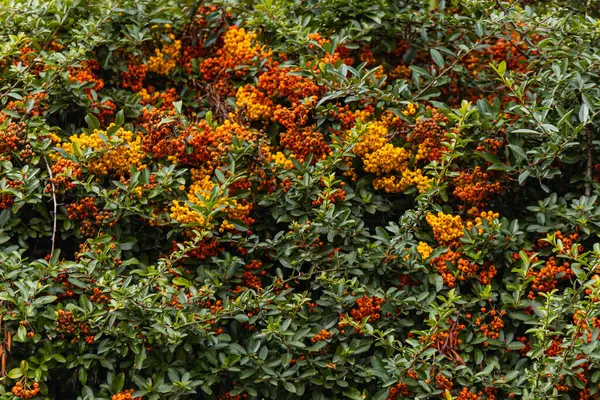 오렌지 산재로 관목들 — 스톡 사진