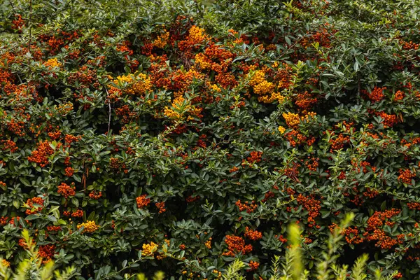 Kleine Büsche Voller Roter Und Orangefarbener Eberesche — Stockfoto
