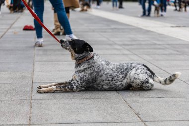 Wroclaw, Polonya - Eylül 2022: Yüzlerce havlayan ve gülümseyen köpekle şehir merkezinde köpek geçidi