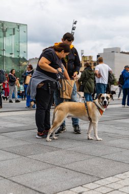 Wroclaw, Polonya - Eylül 2022: Yüzlerce havlayan ve gülümseyen köpekle şehir merkezinde köpek geçidi