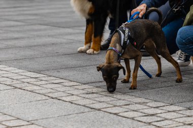 Wroclaw, Polonya - Eylül 2022: Yüzlerce havlayan ve gülümseyen köpekle şehir merkezinde köpek geçidi