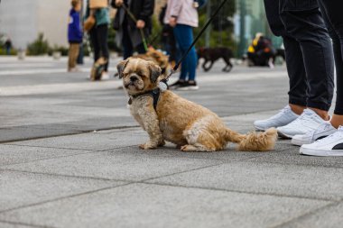 Wroclaw, Polonya - Eylül 2022: Yüzlerce havlayan ve gülümseyen köpekle şehir merkezinde köpek geçidi