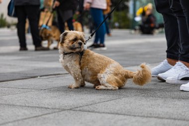 Wroclaw, Polonya - Eylül 2022: Yüzlerce havlayan ve gülümseyen köpekle şehir merkezinde köpek geçidi
