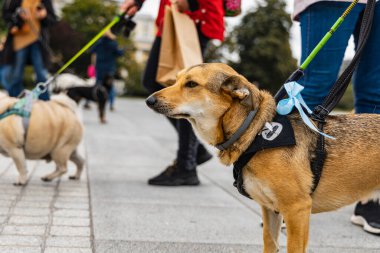 Wroclaw, Polonya - Eylül 2022: Yüzlerce havlayan ve gülümseyen köpekle şehir merkezinde köpek geçidi
