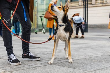 Wroclaw, Polonya - Eylül 2022: Yüzlerce havlayan ve gülümseyen köpekle şehir merkezinde köpek geçidi