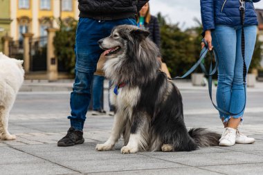 Wroclaw, Polonya - Eylül 2022: Yüzlerce havlayan ve gülümseyen köpekle şehir merkezinde köpek geçidi