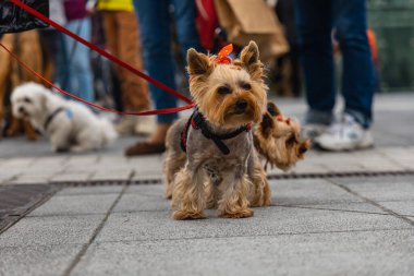 Wroclaw, Polonya - Eylül 2022: Yüzlerce havlayan ve gülümseyen köpekle şehir merkezinde köpek geçidi
