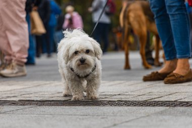 Wroclaw, Polonya - Eylül 2022: Yüzlerce havlayan ve gülümseyen köpekle şehir merkezinde köpek geçidi