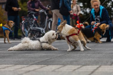 Wroclaw, Polonya - Eylül 2022: Yüzlerce havlayan ve gülümseyen köpekle şehir merkezinde köpek geçidi