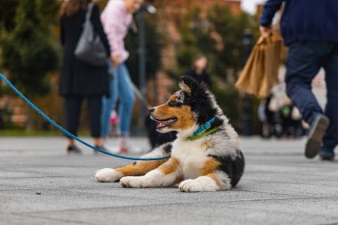 Wroclaw, Polonya - Eylül 2022: Yüzlerce havlayan ve gülümseyen köpekle şehir merkezinde köpek geçidi