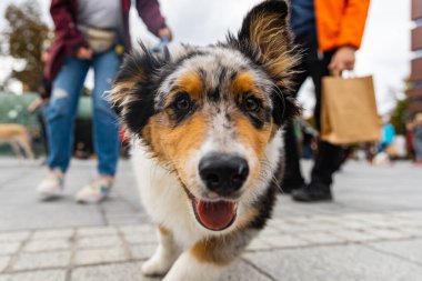 Wroclaw, Polonya - Eylül 2022: Yüzlerce havlayan ve gülümseyen köpekle şehir merkezinde köpek geçidi