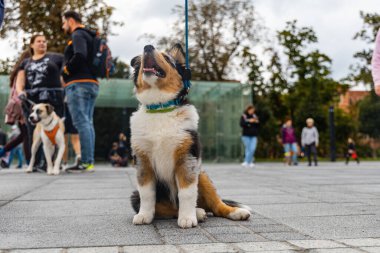 Wroclaw, Polonya - Eylül 2022: Yüzlerce havlayan ve gülümseyen köpekle şehir merkezinde köpek geçidi