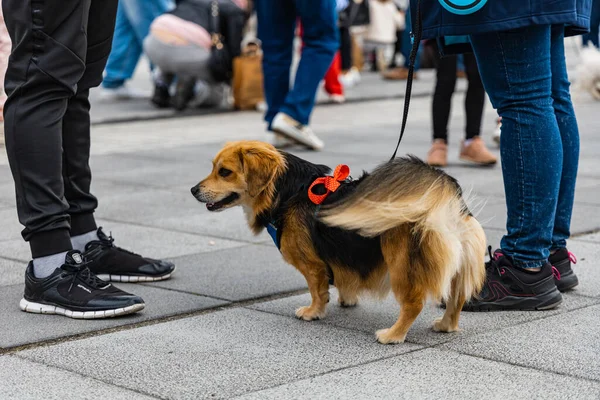 Wroclaw Polen September 2022 Hundparad Centrum Med Hundratals Skällande Och — Stockfoto