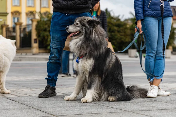 ポーランドのヴロツワフ 2022年9月 何百匹もの吠えると笑顔の犬を持つ市内中心部の犬パレード — ストック写真