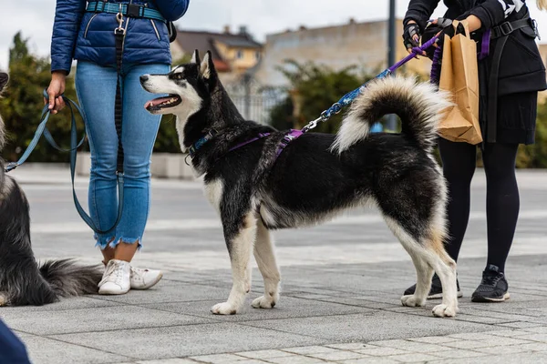 Wroclaw Polen September 2022 Hundparad Centrum Med Hundratals Skällande Och — Stockfoto