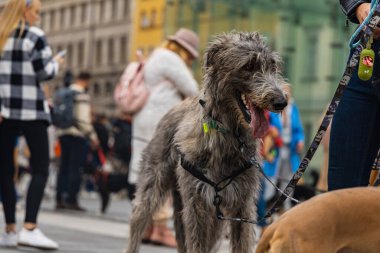 Wroclaw, Polonya - Eylül 2022: Yüzlerce havlayan ve gülümseyen köpekle şehir merkezinde köpek geçidi