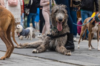 Wroclaw, Polonya - Eylül 2022: Yüzlerce havlayan ve gülümseyen köpekle şehir merkezinde köpek geçidi