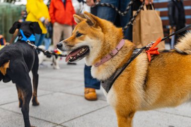 Wroclaw, Polonya - Eylül 2022: Yüzlerce havlayan ve gülümseyen köpekle şehir merkezinde köpek geçidi