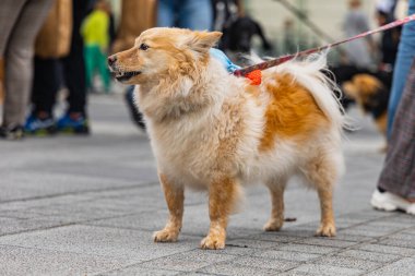 Wroclaw, Polonya - Eylül 2022: Yüzlerce havlayan ve gülümseyen köpekle şehir merkezinde köpek geçidi