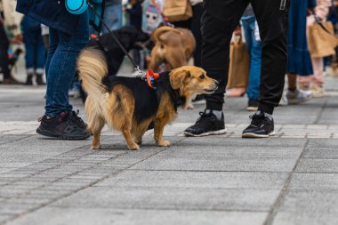 Wroclaw, Polonya - Eylül 2022: Yüzlerce havlayan ve gülümseyen köpekle şehir merkezinde köpek geçidi