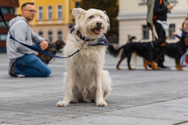 Wroclaw, Polonya - Eylül 2022: Yüzlerce havlayan ve gülümseyen köpekle şehir merkezinde köpek geçidi