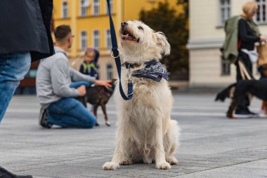 Wroclaw, Polonya - Eylül 2022: Yüzlerce havlayan ve gülümseyen köpekle şehir merkezinde köpek geçidi