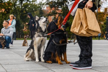 Wroclaw, Polonya - Eylül 2022: Yüzlerce havlayan ve gülümseyen köpekle şehir merkezinde köpek geçidi