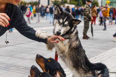 Wroclaw, Polonya - Eylül 2022: Yüzlerce havlayan ve gülümseyen köpekle şehir merkezinde köpek geçidi