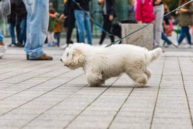 Wroclaw, Polonya - Eylül 2022: Yüzlerce havlayan ve gülümseyen köpekle şehir merkezinde köpek geçidi