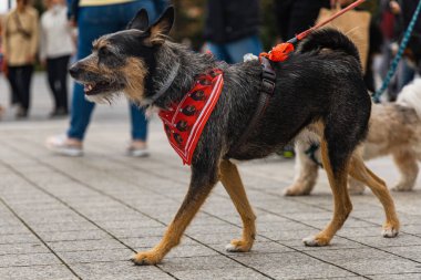 Wroclaw, Polonya - Eylül 2022: Yüzlerce havlayan ve gülümseyen köpekle şehir merkezinde köpek geçidi